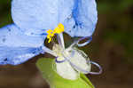 Whitemouth dayflower 